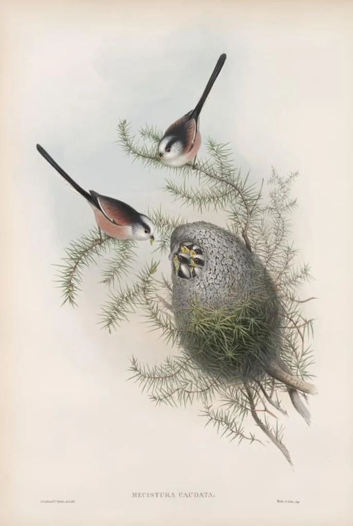 An illustration from The birds of Great Britain, 1862, leaf 71