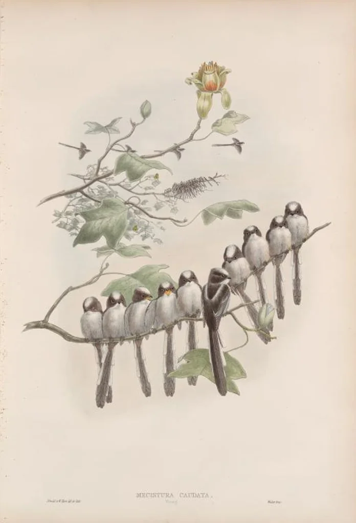 An illustration from The birds of Great Britain, 1862, leaf 72