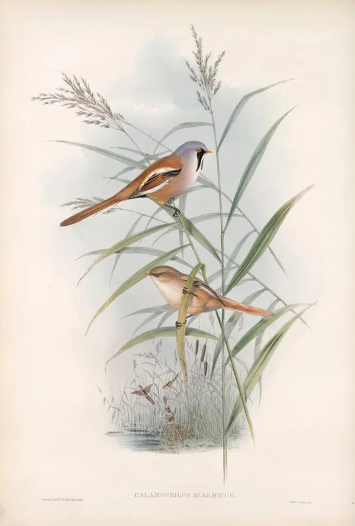 An illustration from The birds of Great Britain, 1862, leaf 73