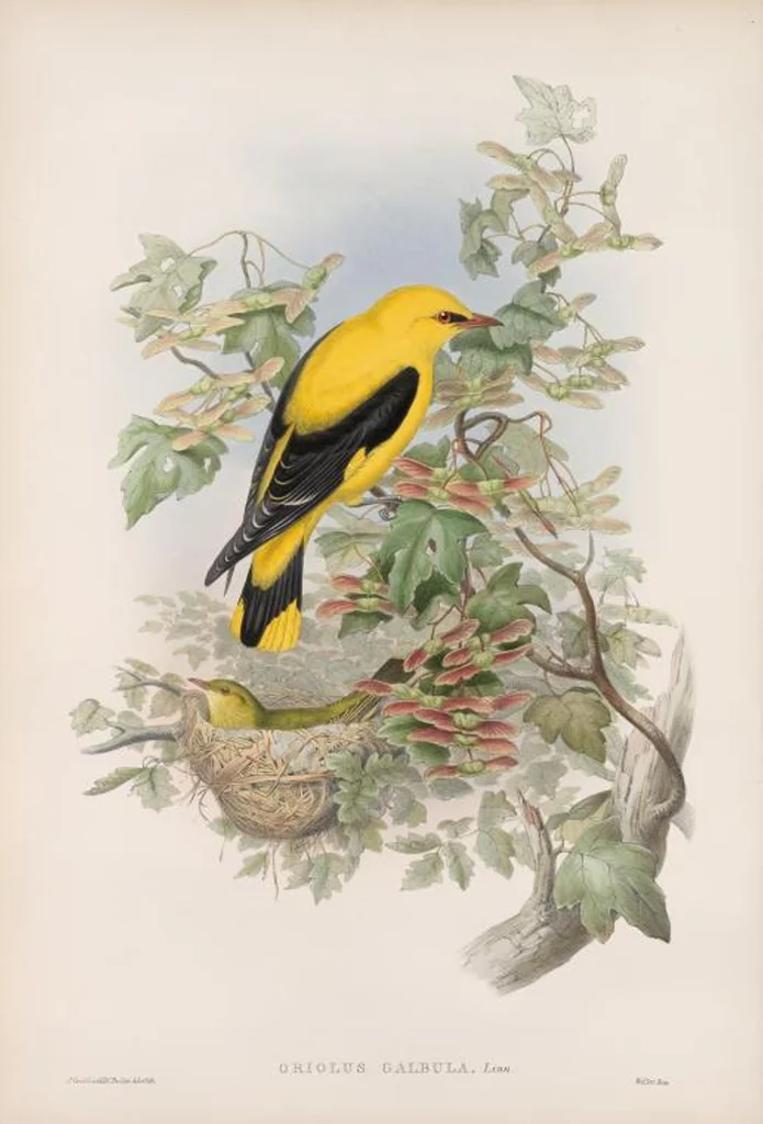An illustration from The birds of Great Britain, 1862, leaf 74