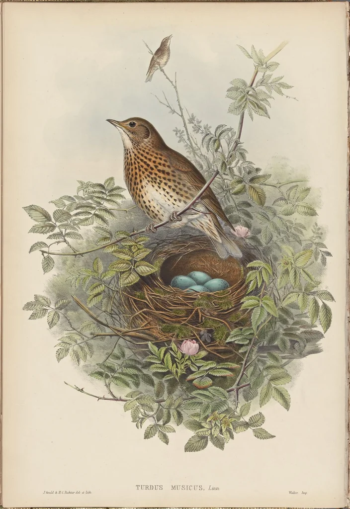 An illustration from The birds of Great Britain, 1862, leaf 75