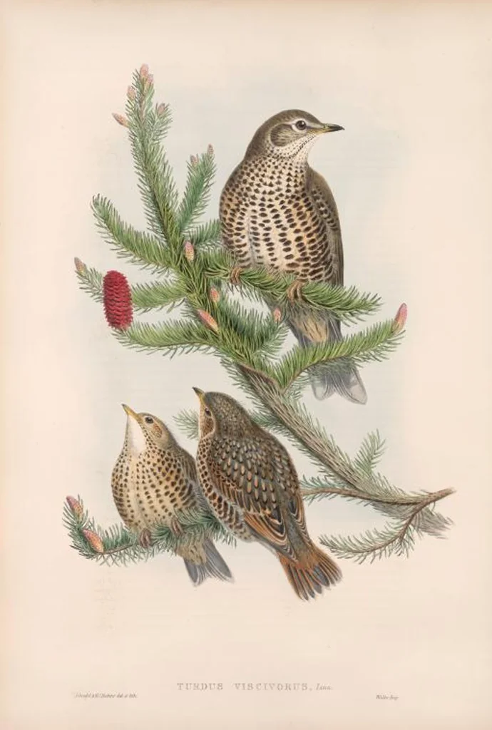 An illustration from The birds of Great Britain, 1862, leaf 76