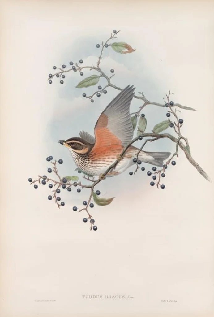 An illustration from The birds of Great Britain, 1862, leaf 77