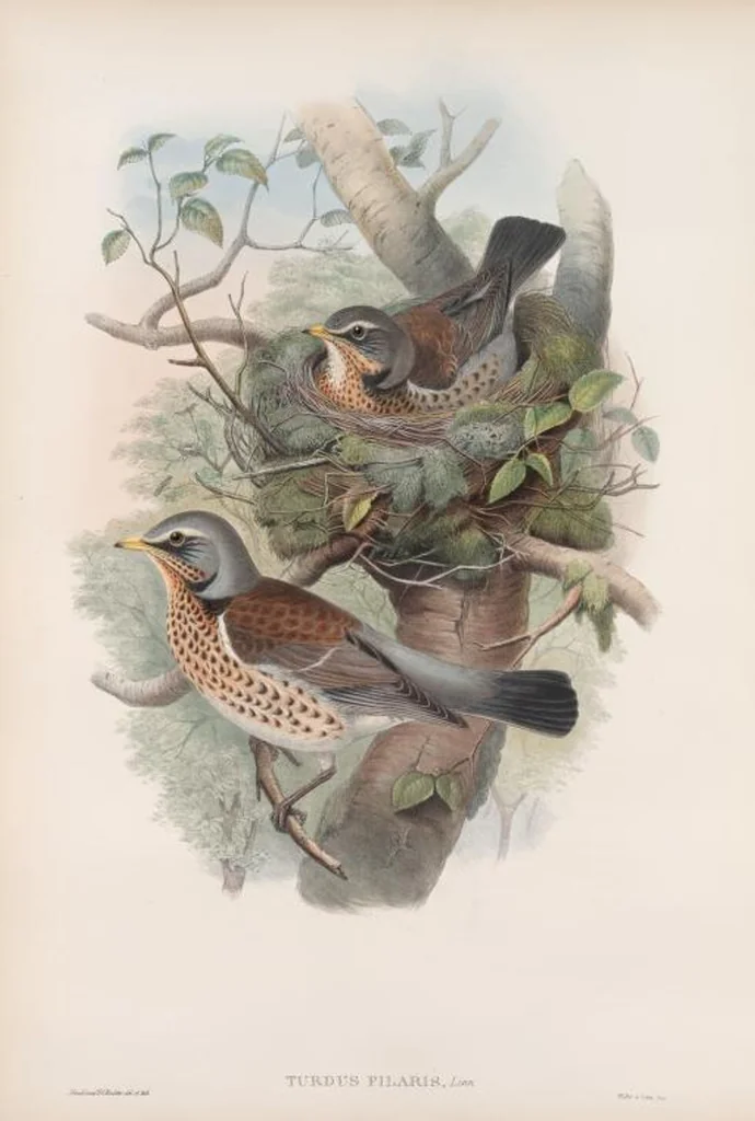 An illustration from The birds of Great Britain, 1862, leaf 78