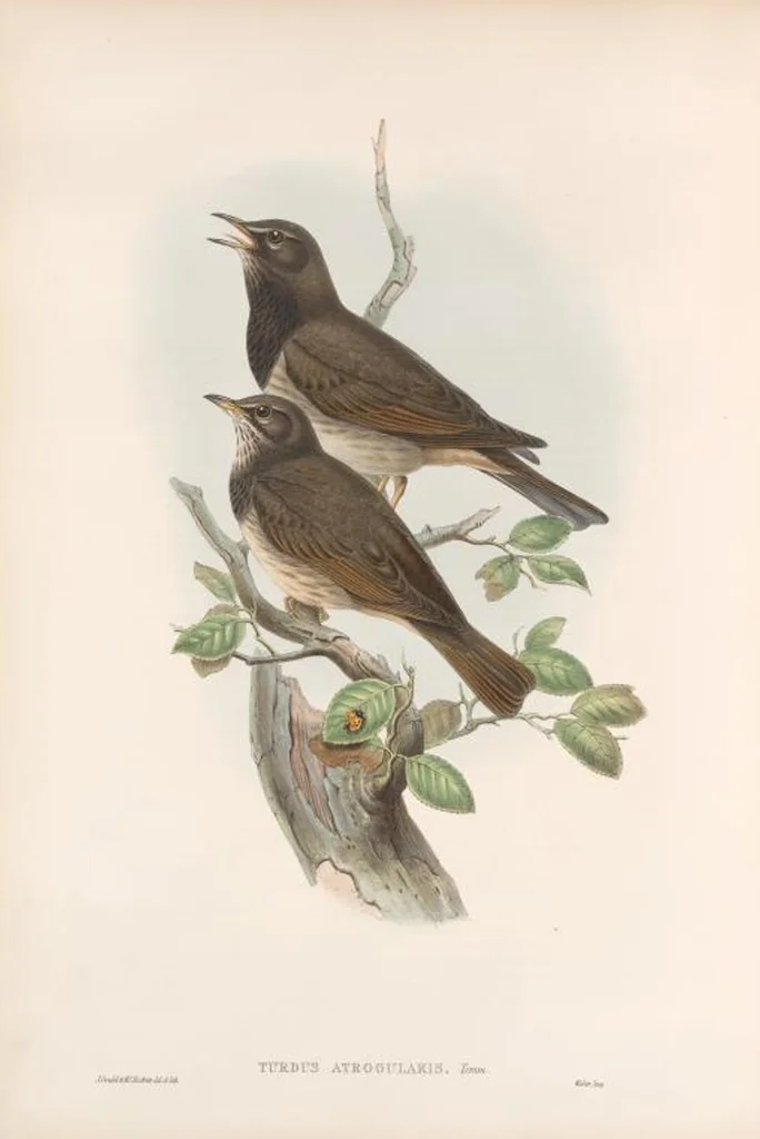 An illustration from The birds of Great Britain, 1862, leaf 79