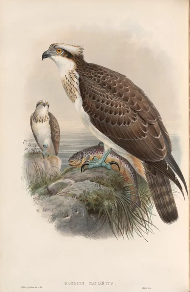 An illustration from The birds of Great Britain, 1862, leaf 8