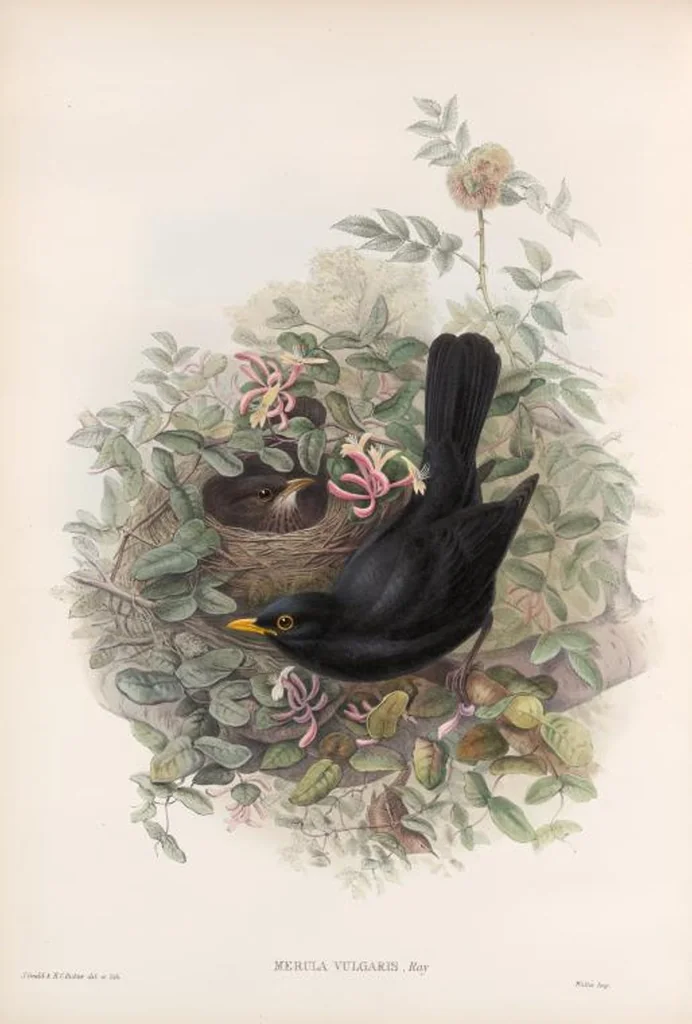 An illustration from The birds of Great Britain, 1862, leaf 80
