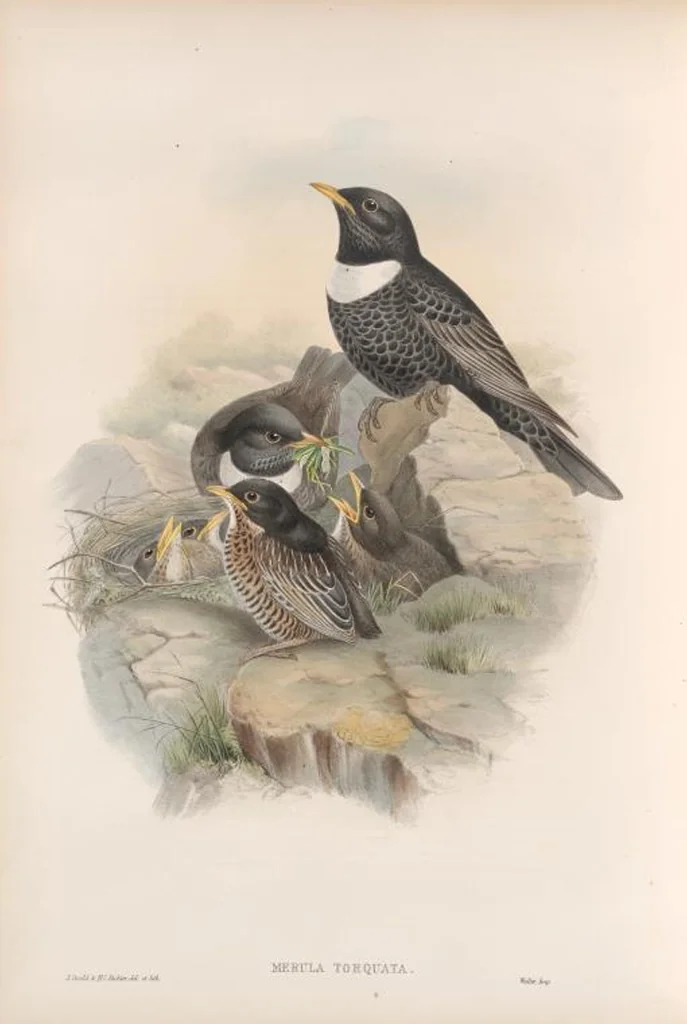 An illustration from The birds of Great Britain, 1862, leaf 81