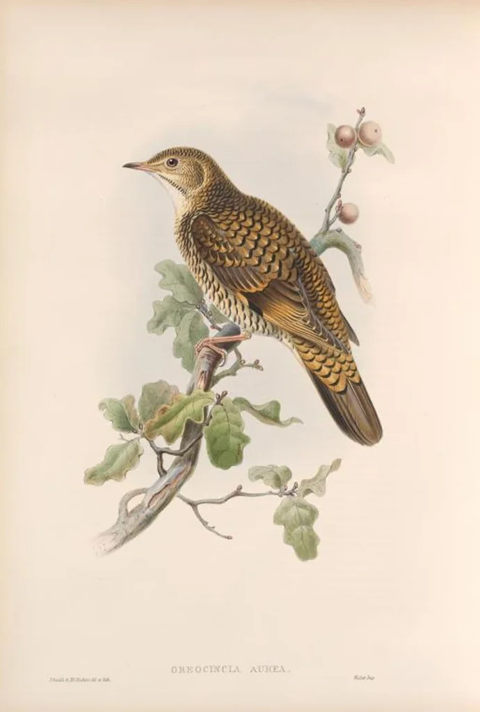 An illustration from The birds of Great Britain, 1862, leaf 82
