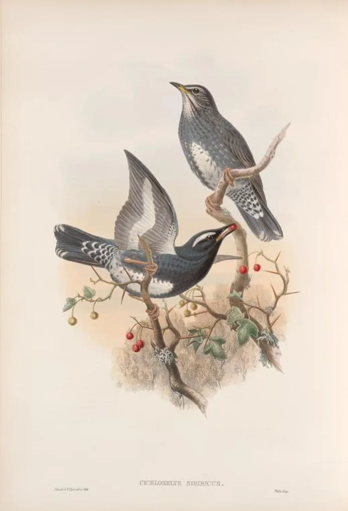 An illustration from The birds of Great Britain, 1862, leaf 83