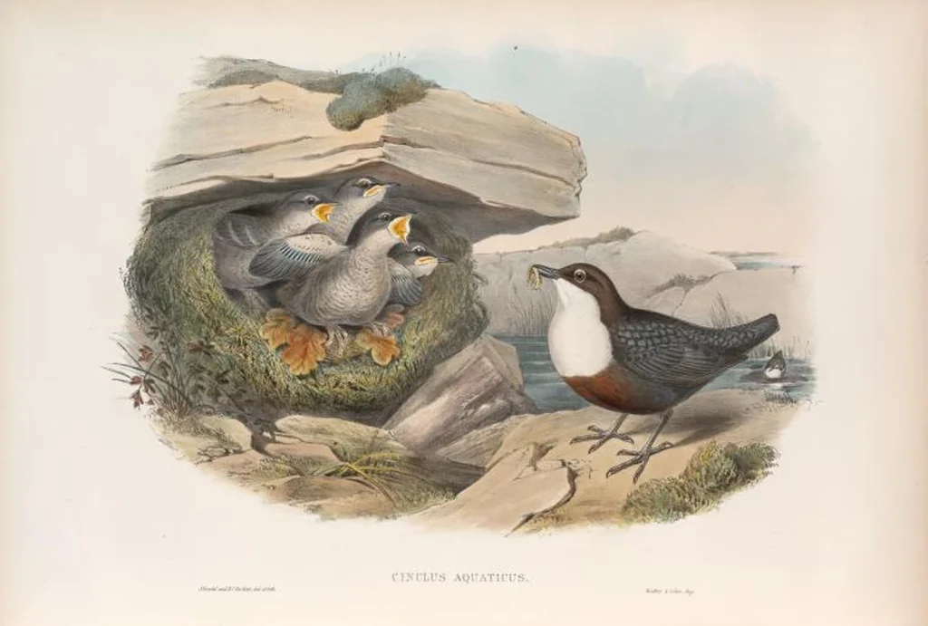 An illustration from The birds of Great Britain, 1862, leaf 84