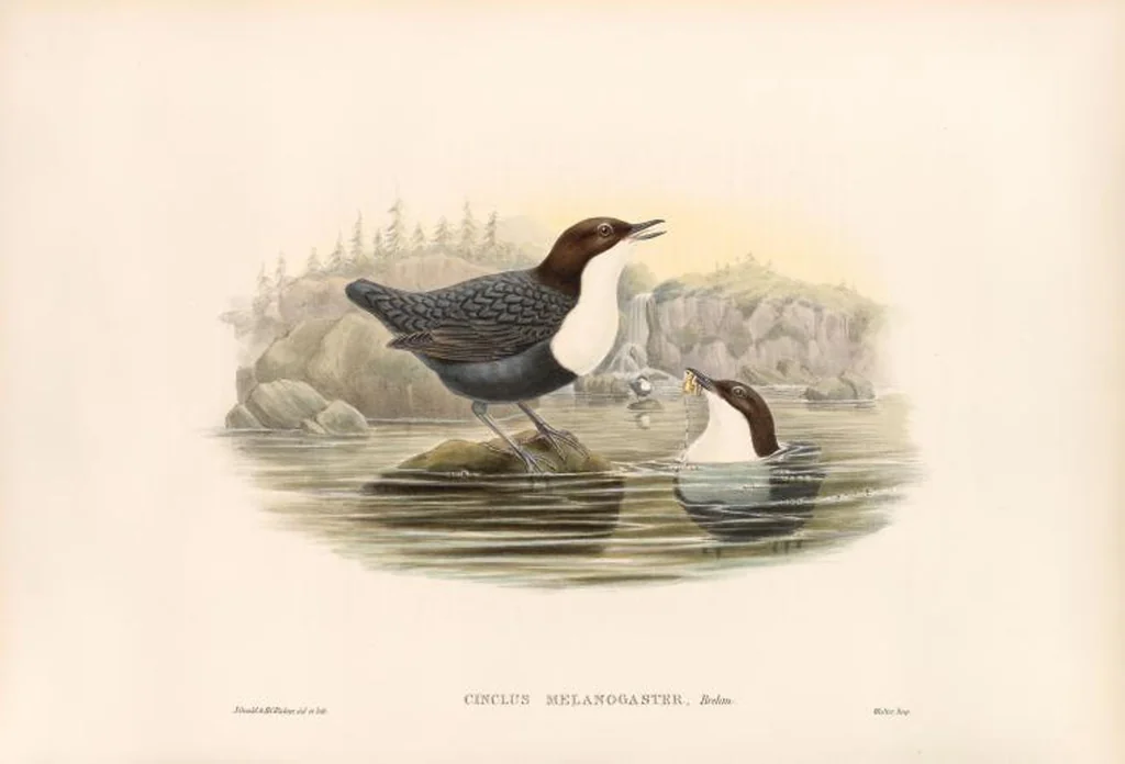 An illustration from The birds of Great Britain, 1862, leaf 85