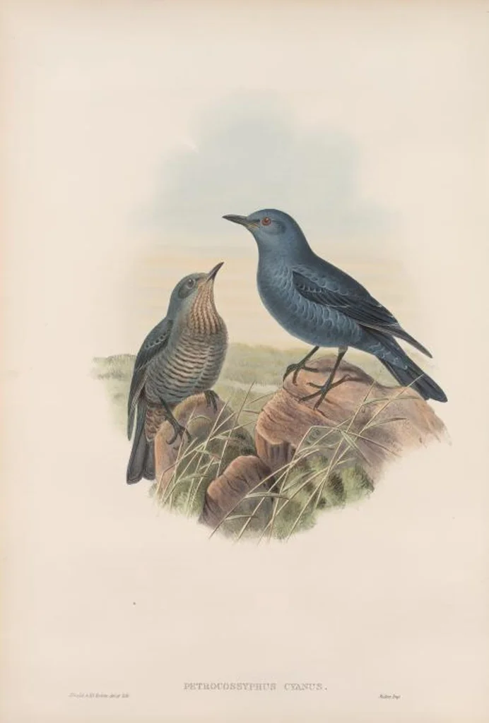 An illustration from The birds of Great Britain, 1862, leaf 86