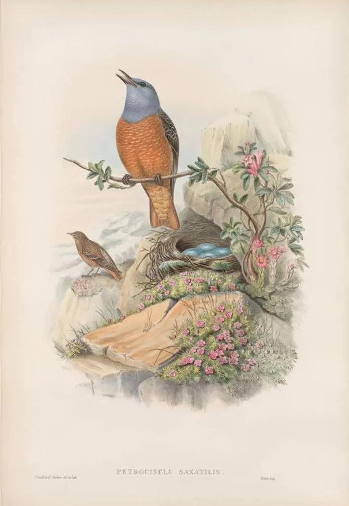 An illustration from The birds of Great Britain, 1862, leaf 87