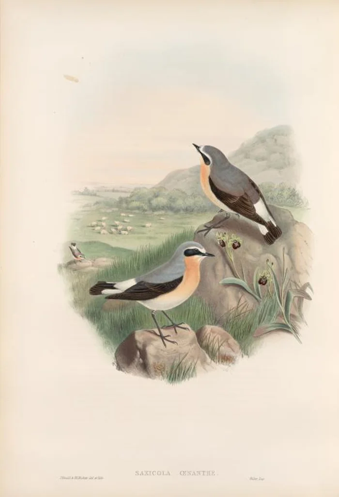 An illustration from The birds of Great Britain, 1862, leaf 88