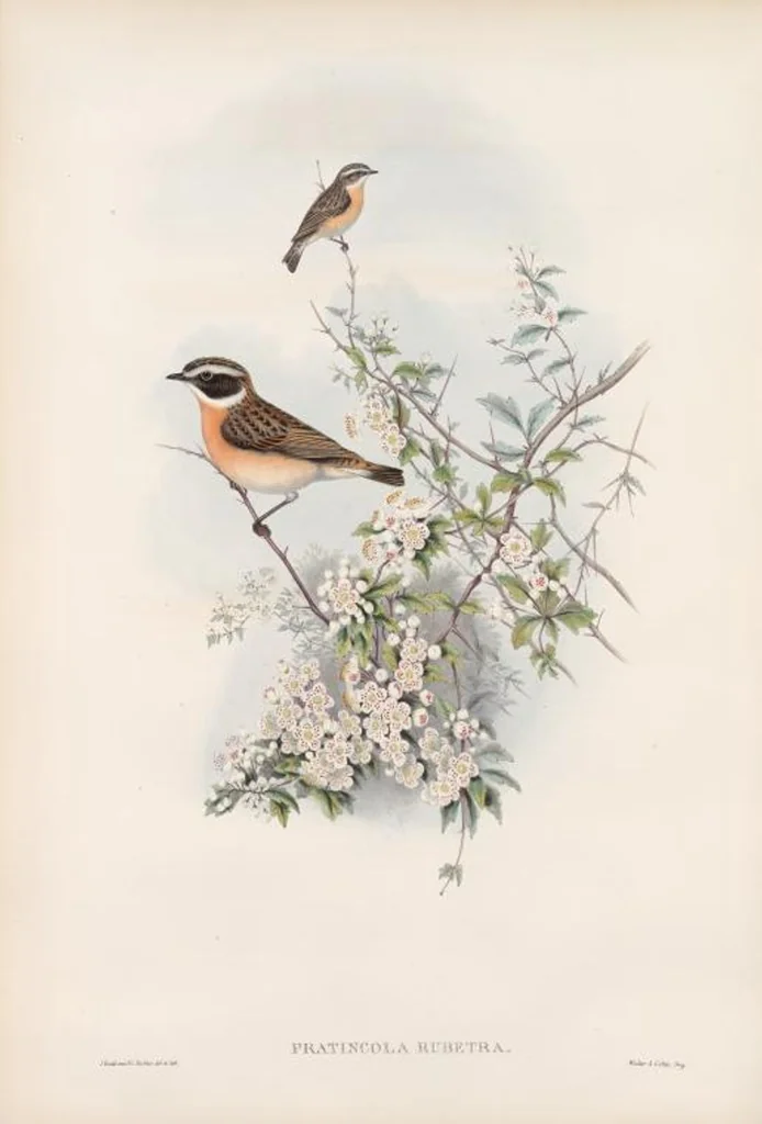 An illustration from The birds of Great Britain, 1862, leaf 89