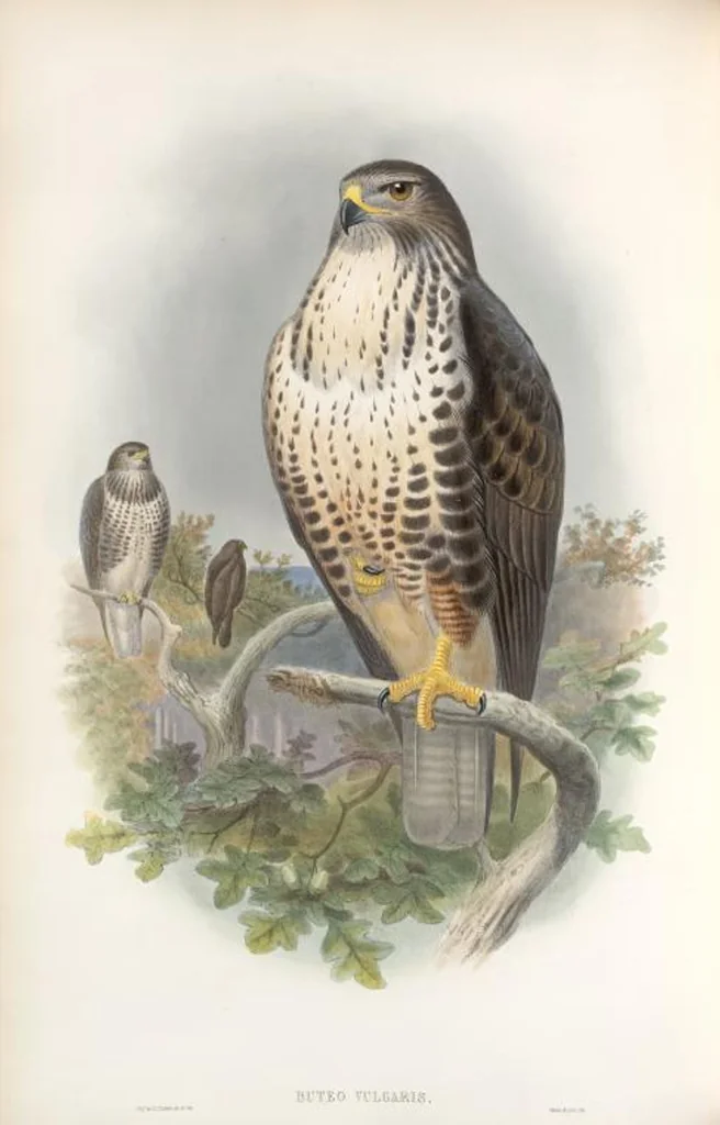 An illustration from The birds of Great Britain, 1862, leaf 9