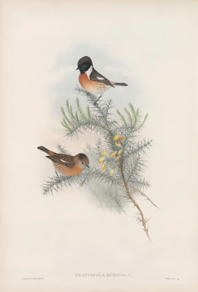 An illustration from The birds of Great Britain, 1862, leaf 90