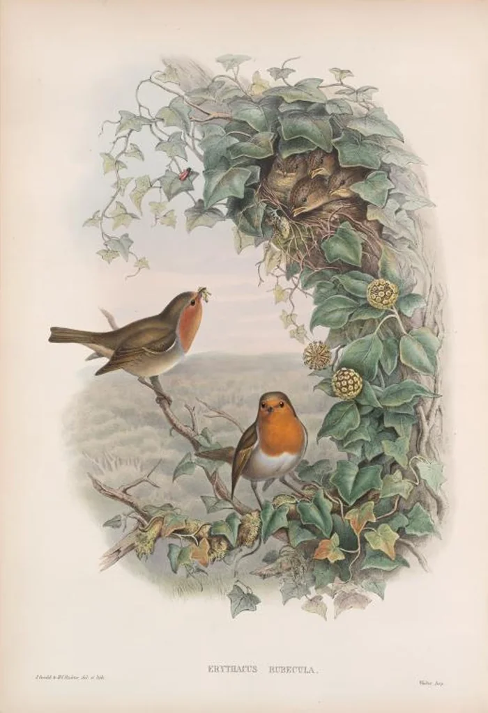 An illustration from The birds of Great Britain, 1862, leaf 91