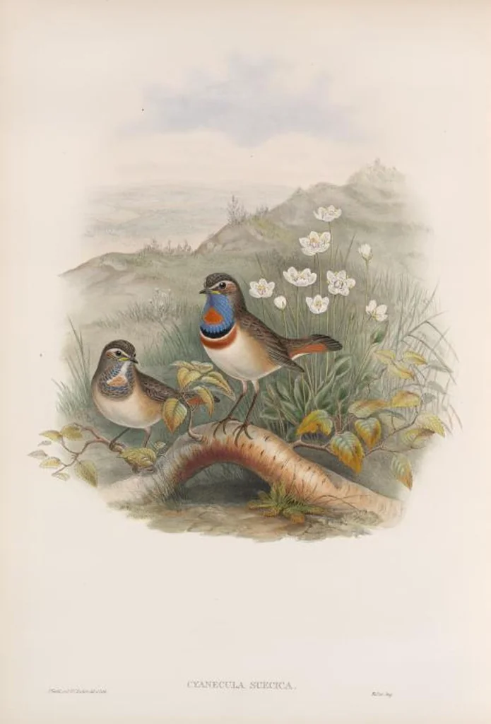 An illustration from The birds of Great Britain, 1862, leaf 92