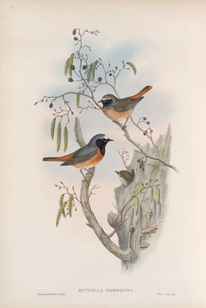 An illustration from The birds of Great Britain, 1862, leaf 94