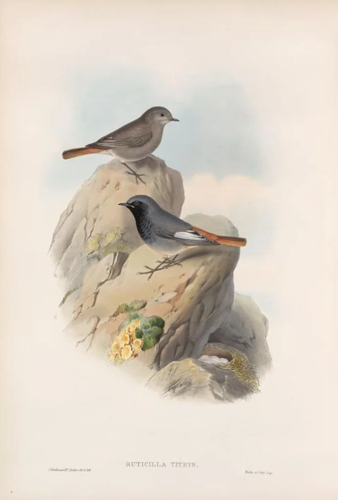 An illustration from The birds of Great Britain, 1862, leaf 95