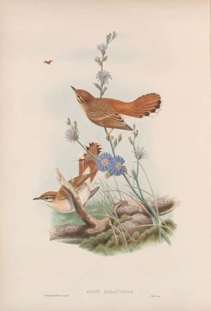 An illustration from The birds of Great Britain, 1862, leaf 96