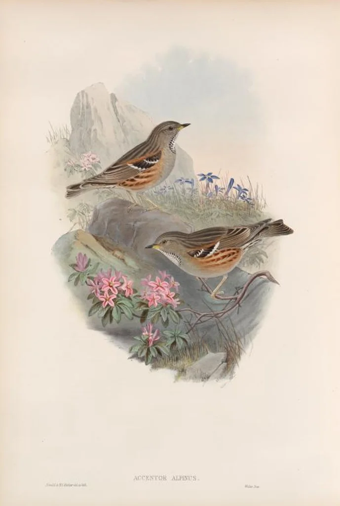 An illustration from The birds of Great Britain, 1862, leaf 97
