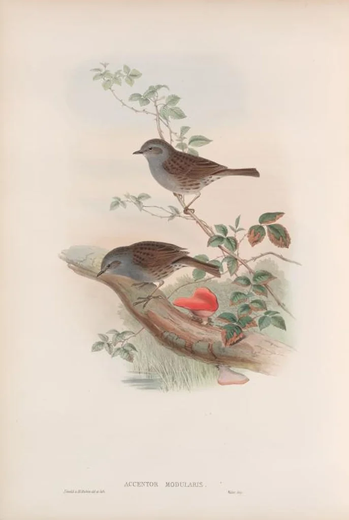 An illustration from The birds of Great Britain, 1862, leaf 98