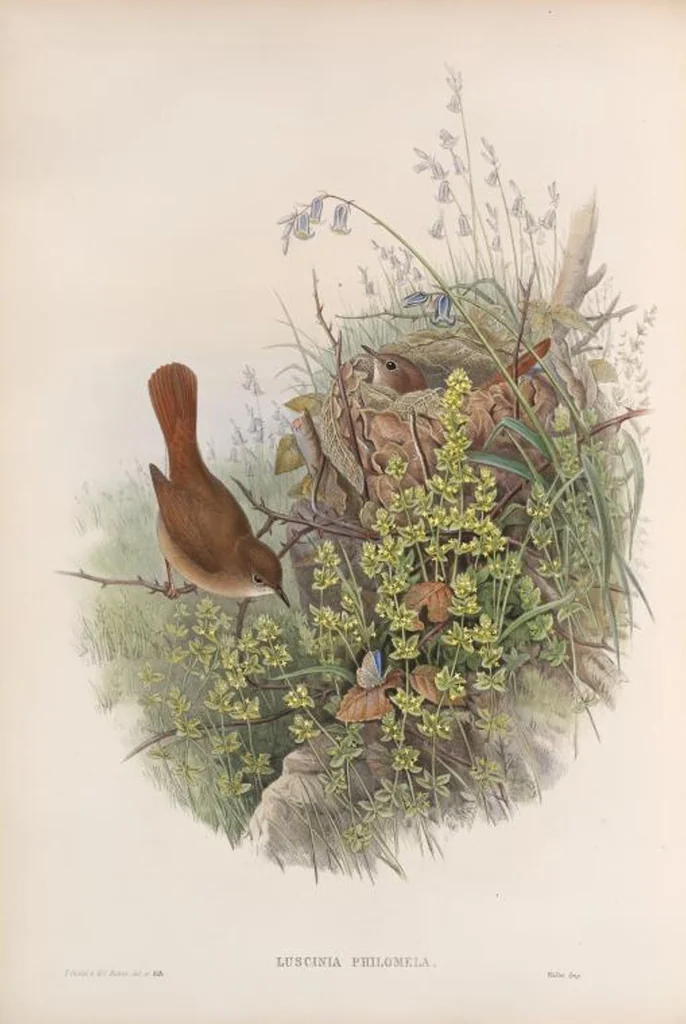 An illustration from The birds of Great Britain, 1862, leaf 99