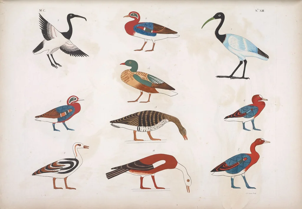 An illustration from I monumenti dell'Egitto e della Nubia disegnati dalla spedizione scientifico-letteraria toscana in Egitto; distribuiti in ordine di materie interpretati ed illustrati dal dottore Ippolito Rosellini, 1832, leaf 194