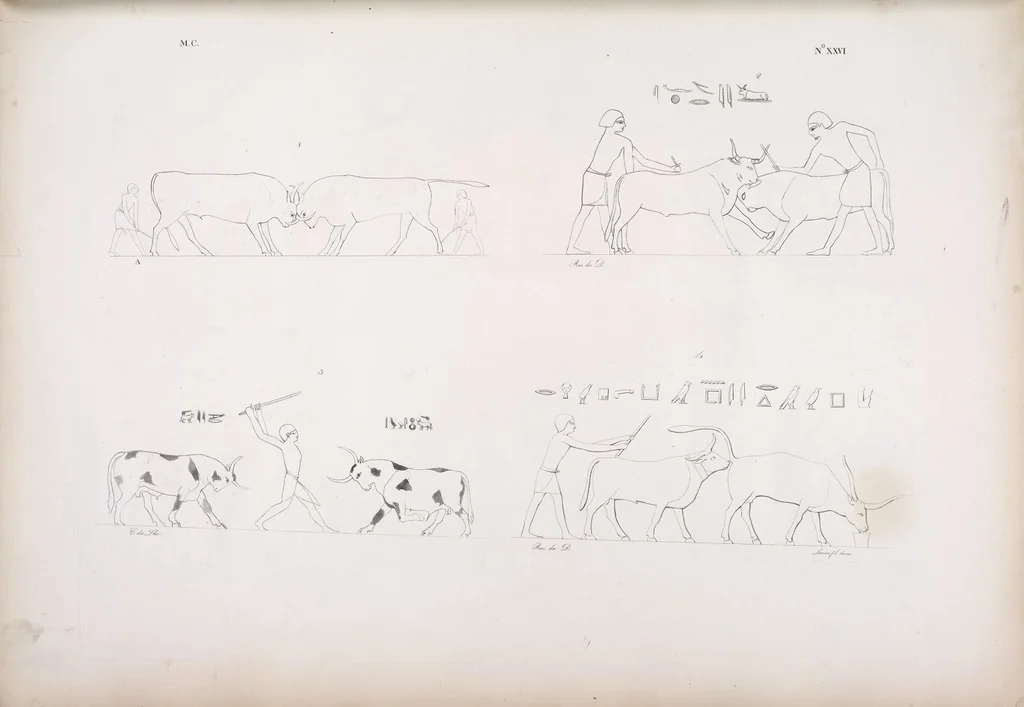 An illustration from I monumenti dell'Egitto e della Nubia disegnati dalla spedizione scientifico-letteraria toscana in Egitto; distribuiti in ordine di materie interpretati ed illustrati dal dottore Ippolito Rosellini, 1832, leaf 207