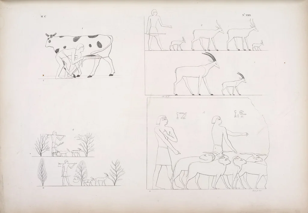 An illustration from I monumenti dell'Egitto e della Nubia disegnati dalla spedizione scientifico-letteraria toscana in Egitto; distribuiti in ordine di materie interpretati ed illustrati dal dottore Ippolito Rosellini, 1832, leaf 210