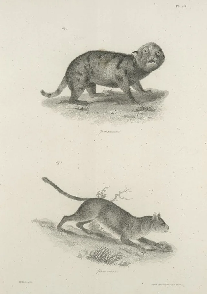 An illustration from Zoology of New York; or, The New York fauna [Series: Natural history of New York], 1842, leaf 10