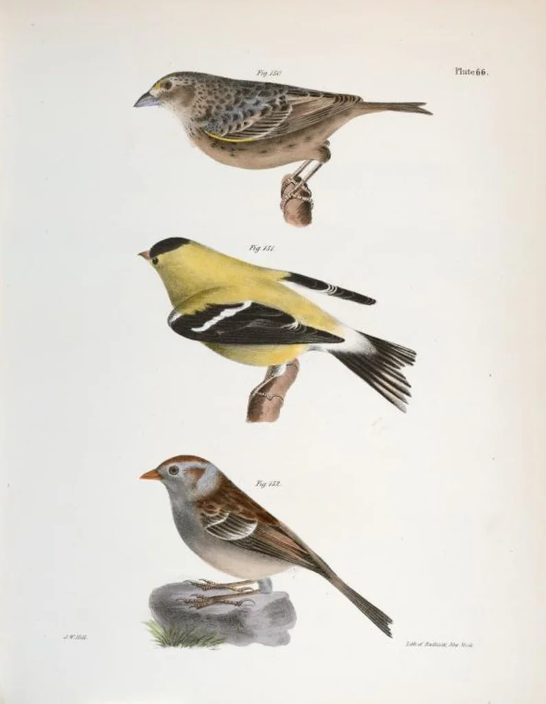 An illustration from Zoology of New York; or, The New York fauna [Series: Natural history of New York], 1842, leaf 101