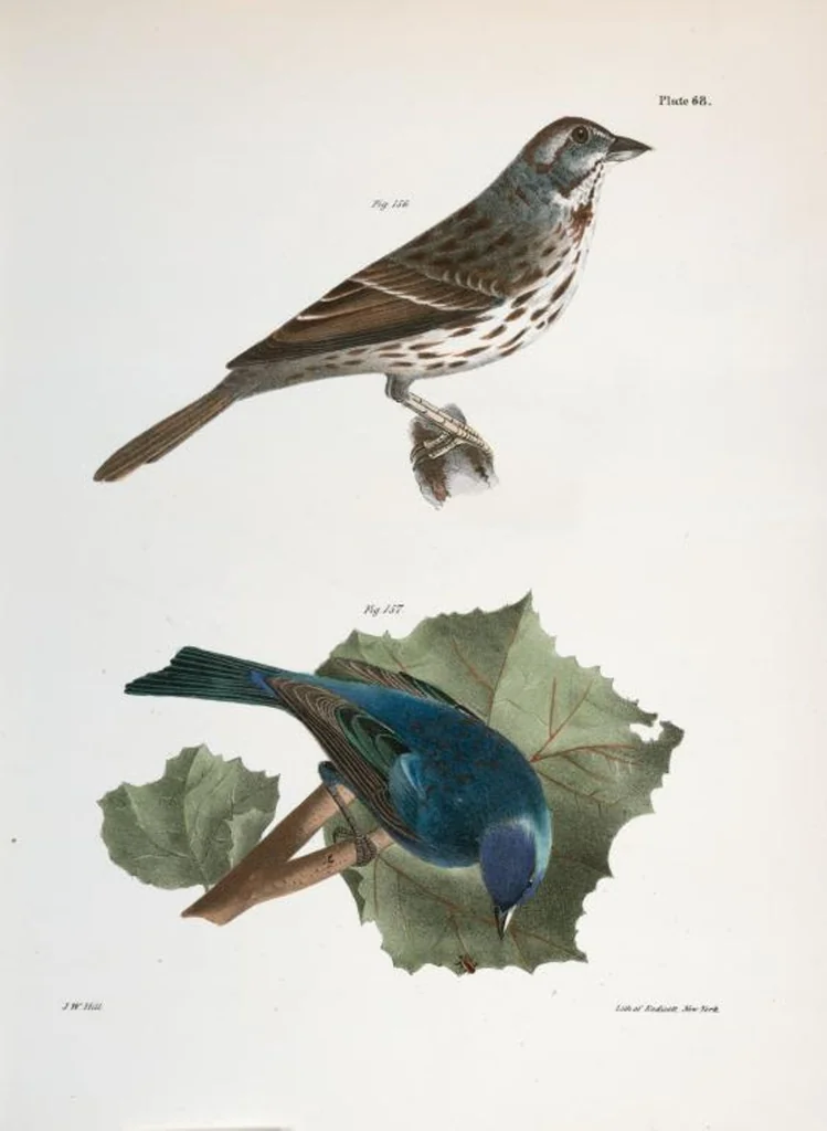 An illustration from Zoology of New York; or, The New York fauna [Series: Natural history of New York], 1842, leaf 103