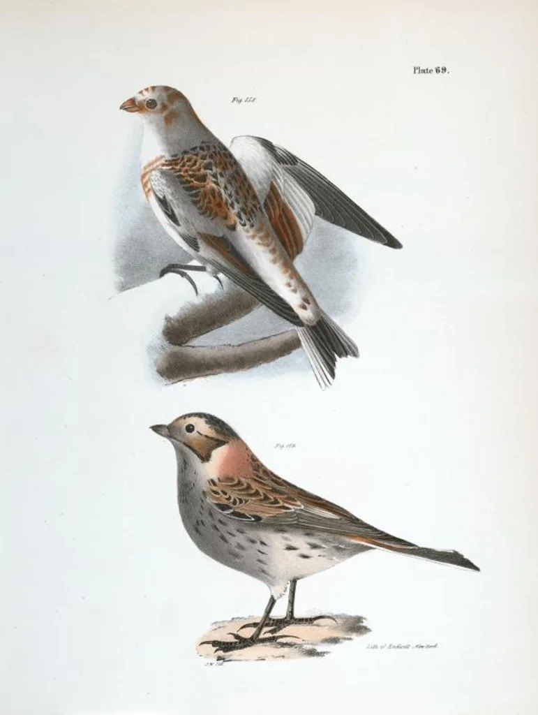 An illustration from Zoology of New York; or, The New York fauna [Series: Natural history of New York], 1842, leaf 104