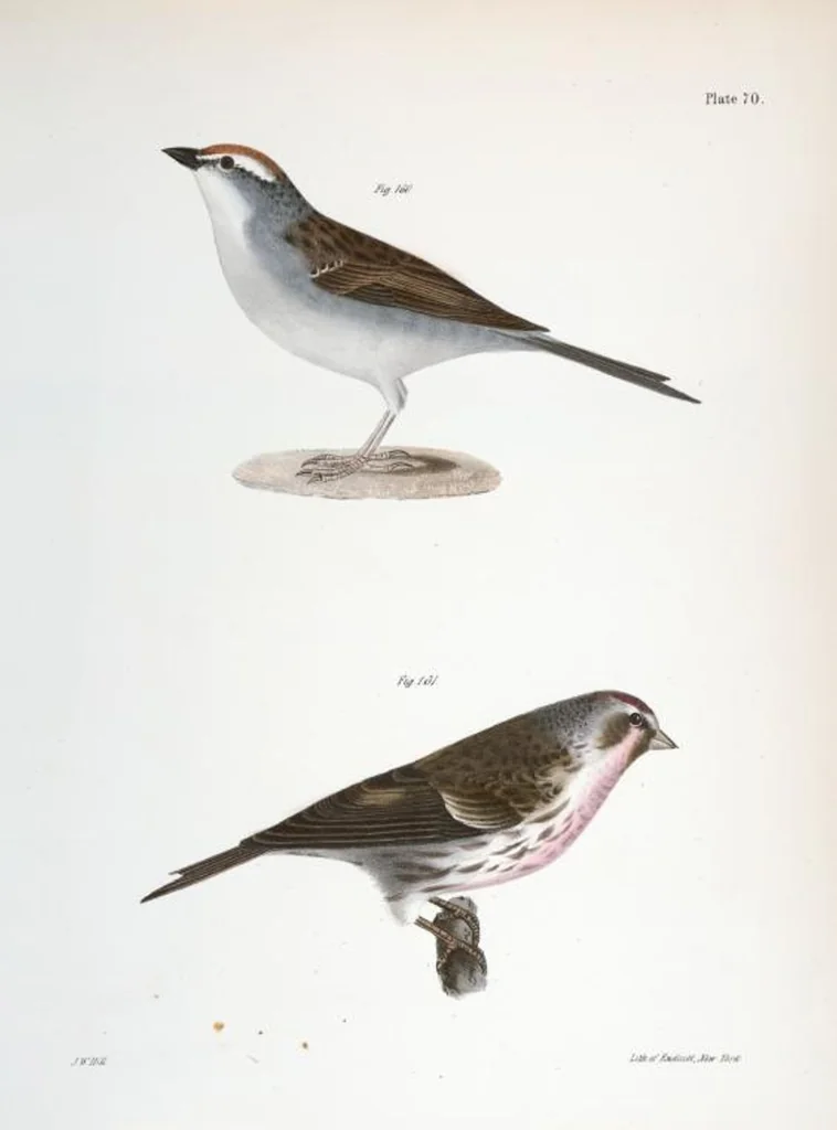 An illustration from Zoology of New York; or, The New York fauna [Series: Natural history of New York], 1842, leaf 105