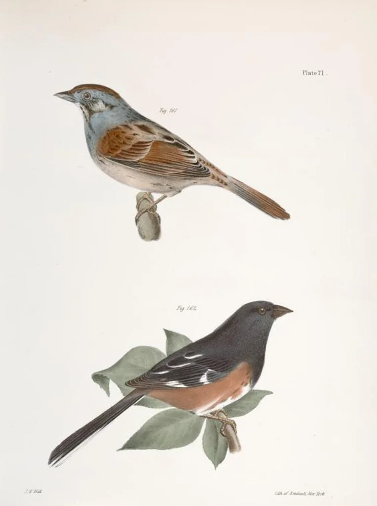 An illustration from Zoology of New York; or, The New York fauna [Series: Natural history of New York], 1842, leaf 106