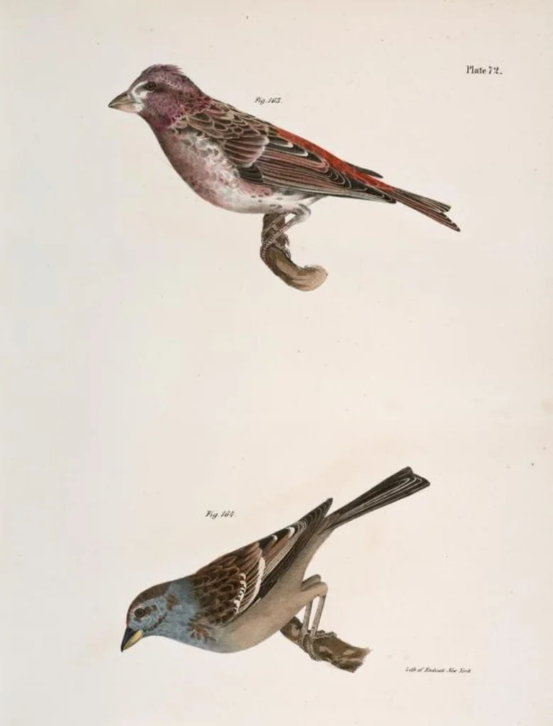 An illustration from Zoology of New York; or, The New York fauna [Series: Natural history of New York], 1842, leaf 107