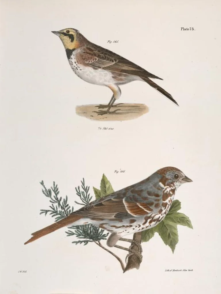 An illustration from Zoology of New York; or, The New York fauna [Series: Natural history of New York], 1842, leaf 108
