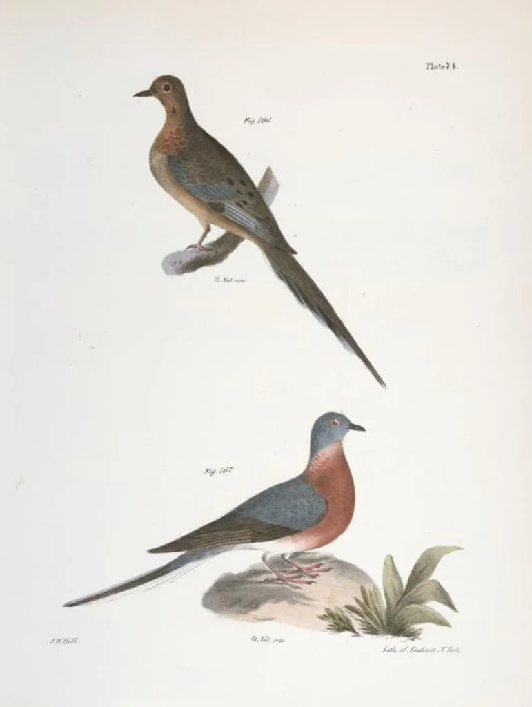An illustration from Zoology of New York; or, The New York fauna [Series: Natural history of New York], 1842, leaf 109