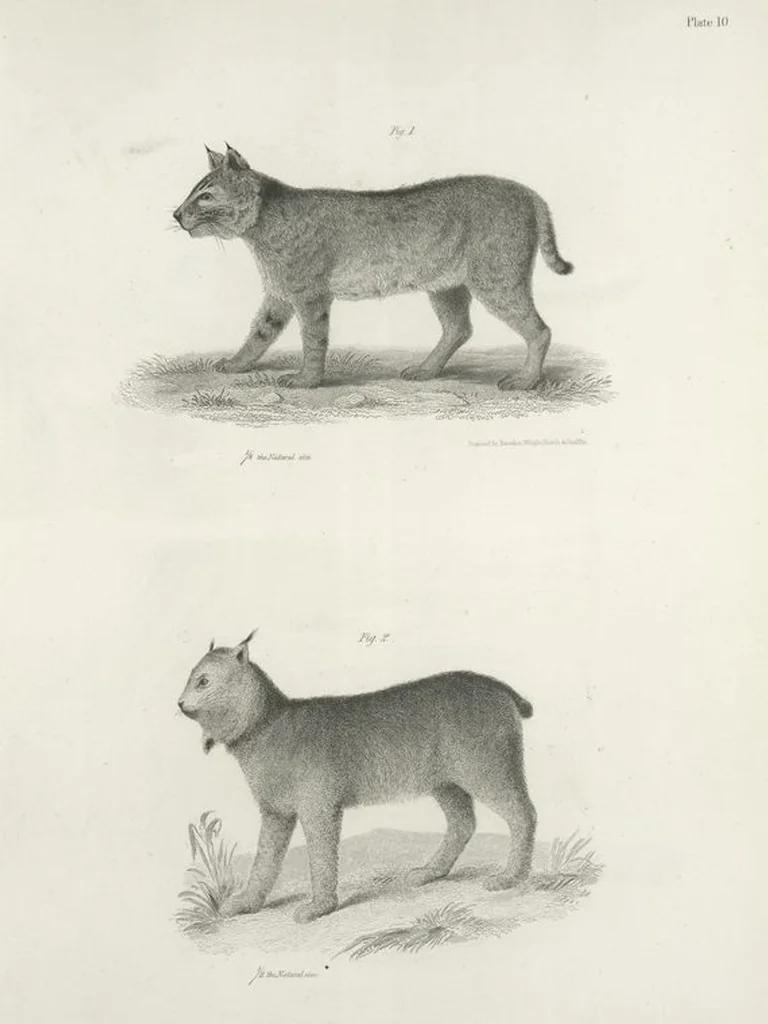 An illustration from Zoology of New York; or, The New York fauna [Series: Natural history of New York], 1842, leaf 11