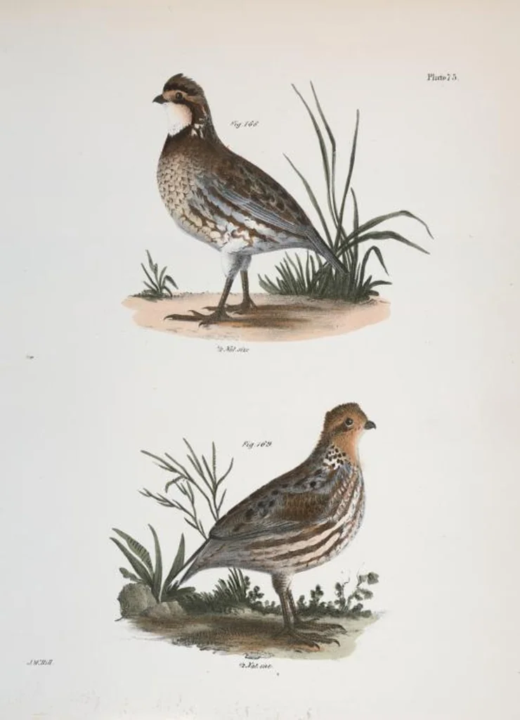 An illustration from Zoology of New York; or, The New York fauna [Series: Natural history of New York], 1842, leaf 110