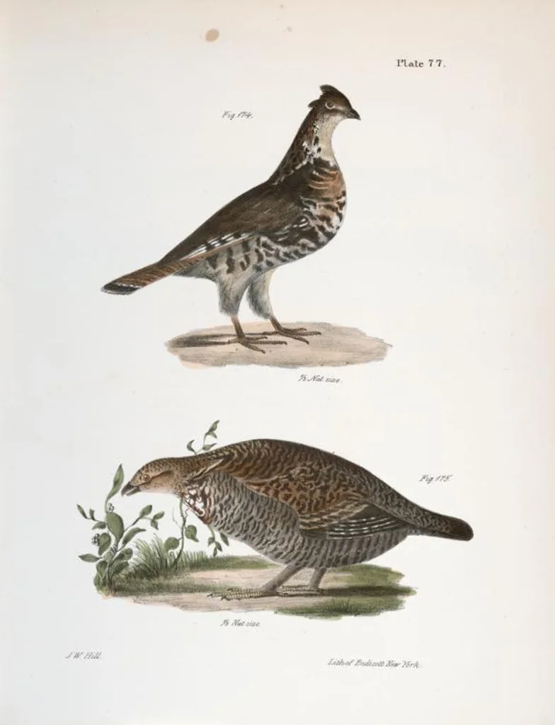 An illustration from Zoology of New York; or, The New York fauna [Series: Natural history of New York], 1842, leaf 112