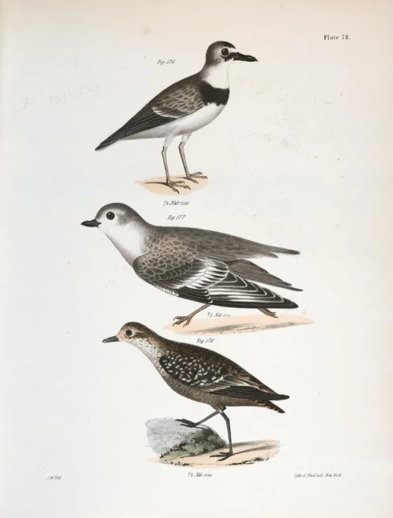 An illustration from Zoology of New York; or, The New York fauna [Series: Natural history of New York], 1842, leaf 113