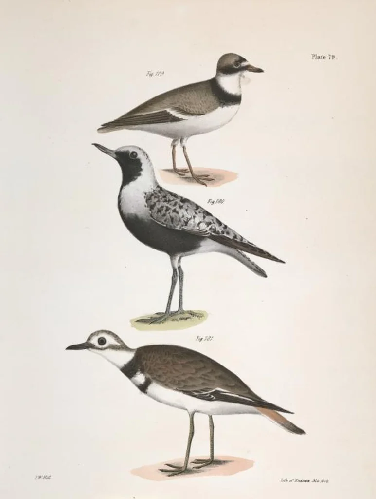 An illustration from Zoology of New York; or, The New York fauna [Series: Natural history of New York], 1842, leaf 114