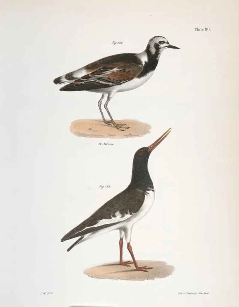 An illustration from Zoology of New York; or, The New York fauna [Series: Natural history of New York], 1842, leaf 115