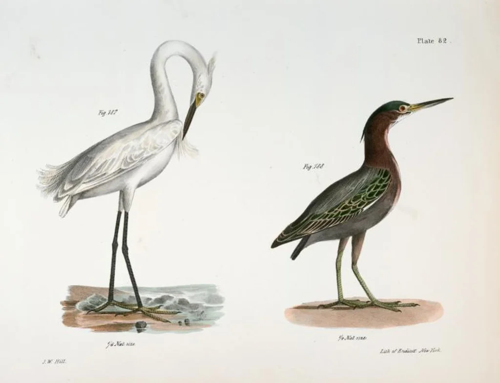 An illustration from Zoology of New York; or, The New York fauna [Series: Natural history of New York], 1842, leaf 117