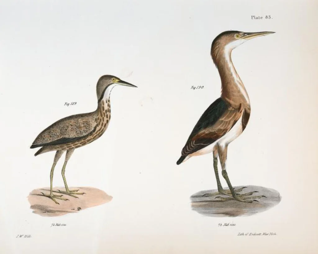 An illustration from Zoology of New York; or, The New York fauna [Series: Natural history of New York], 1842, leaf 118